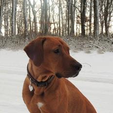 Rhodesian ridgeback Stella