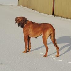 Rhodesian ridgeback Stella
