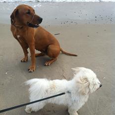 Rhodesian ridgeback Stella