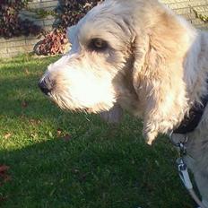 Blanding af racer bo (passer)