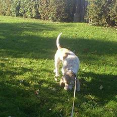 Blanding af racer bo (passer)