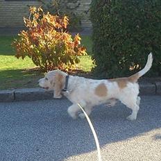 Blanding af racer bo (passer)