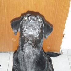 Labrador retriever Oliver. R.I.P