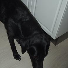 Labrador retriever Oliver. R.I.P