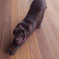 Labrador retriever Nanna  * - 6 år