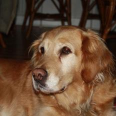 Golden retriever Cuba