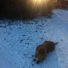 Golden retriever Cuba