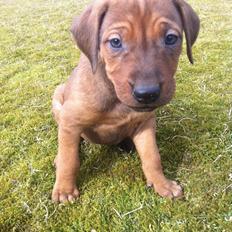 Rhodesian ridgeback Simba