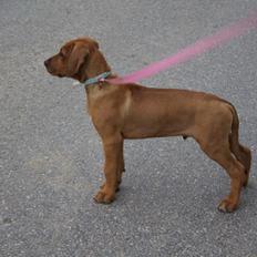Rhodesian ridgeback Simba