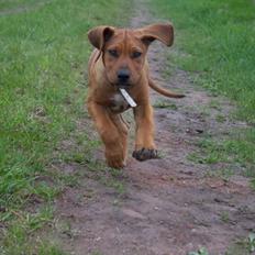 Rhodesian ridgeback Simba