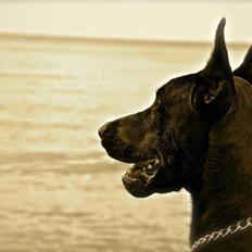 Dobermann Timoteo di Perlanera