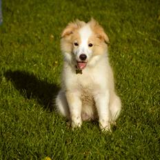 Border collie Hiddenfarms Cia in red