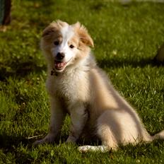 Border collie Hiddenfarms Cia in red