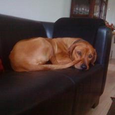 Rhodesian ridgeback Liva