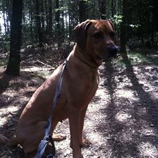 Rhodesian ridgeback Liva
