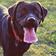 Labrador retriever zita