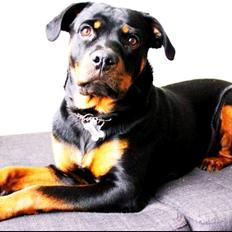 Rottweiler Aura