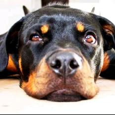 Rottweiler Aura