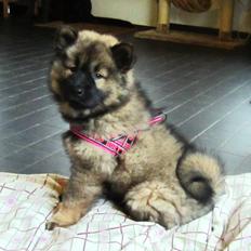 Eurasier Saga (Jabbis Cheri)