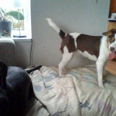 Dansk svensk gaardhund malie kaldt malle