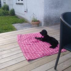 Blanding af racer Merle