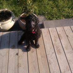 Blanding af racer Merle