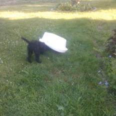 Blanding af racer Merle