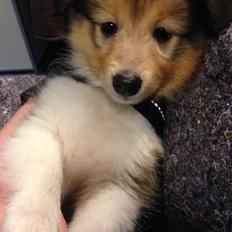 Shetland sheepdog Mille