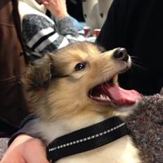 Shetland sheepdog Mille