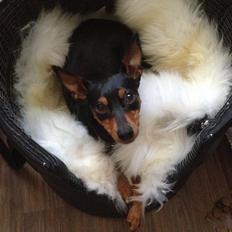 Dvaergpinscher Mille