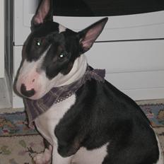 Bullterrier Fie  *Arissa'