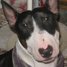 Bullterrier Fie  *Arissa'