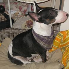 Bullterrier Fie  *Arissa'