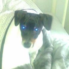 Dansk svensk gaardhund Balder