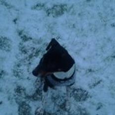 Dansk svensk gaardhund Balder