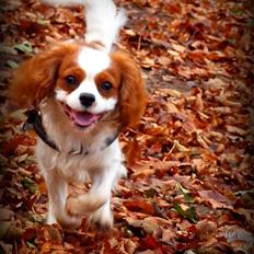 Cavalier king charles spaniel Charlie