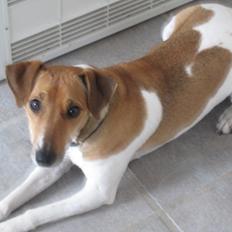 Dansk svensk gaardhund Frida