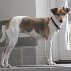 Dansk svensk gaardhund Frida