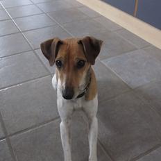 Dansk svensk gaardhund Frida