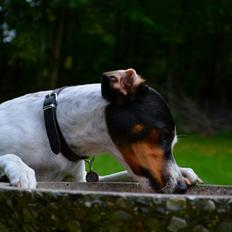Dansk svensk gaardhund Sniffer [Bedste ven]