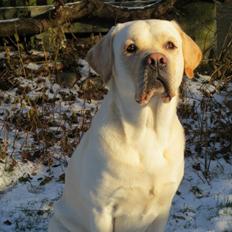 Labrador retriever Abel