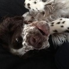 Engelsk springer spaniel Freja