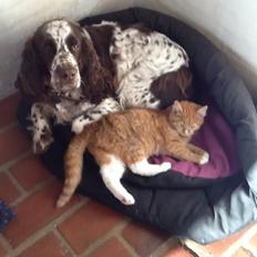 Engelsk springer spaniel Freja