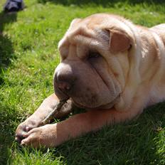 Shar pei Bølle