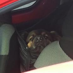 Blanding af racer Valter