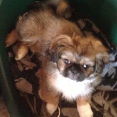 Blanding af racer Fie