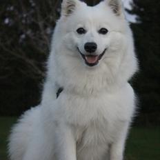 Japansk spids Ninki's Felira Hime Akira <3