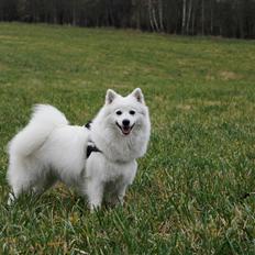 Japansk spids Ninki's Felira Hime Akira <3