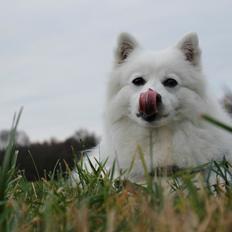 Japansk spids Ninki's Felira Hime Akira <3