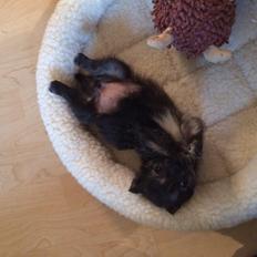 Blanding af racer Chili